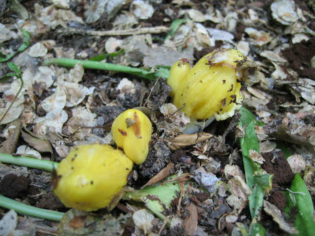 2005 :  Un anno di funghi